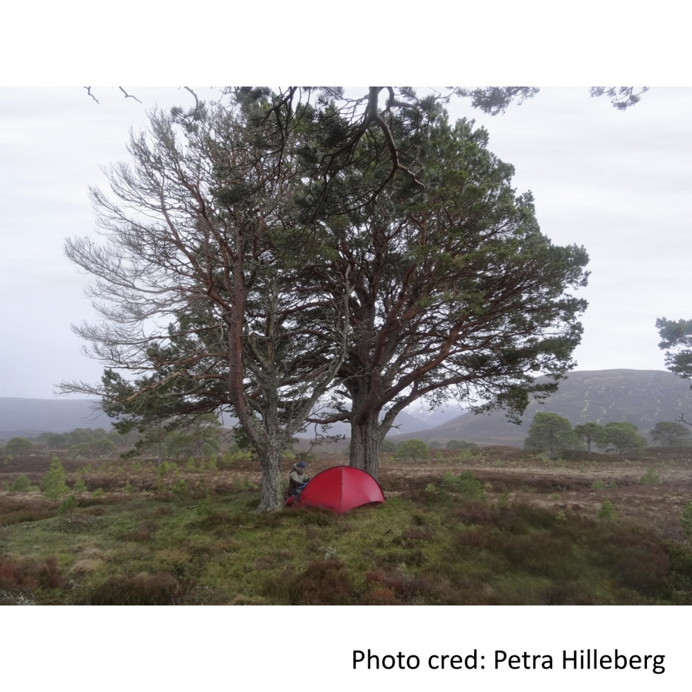 Hilleberg Niak uppställt mellan två träd